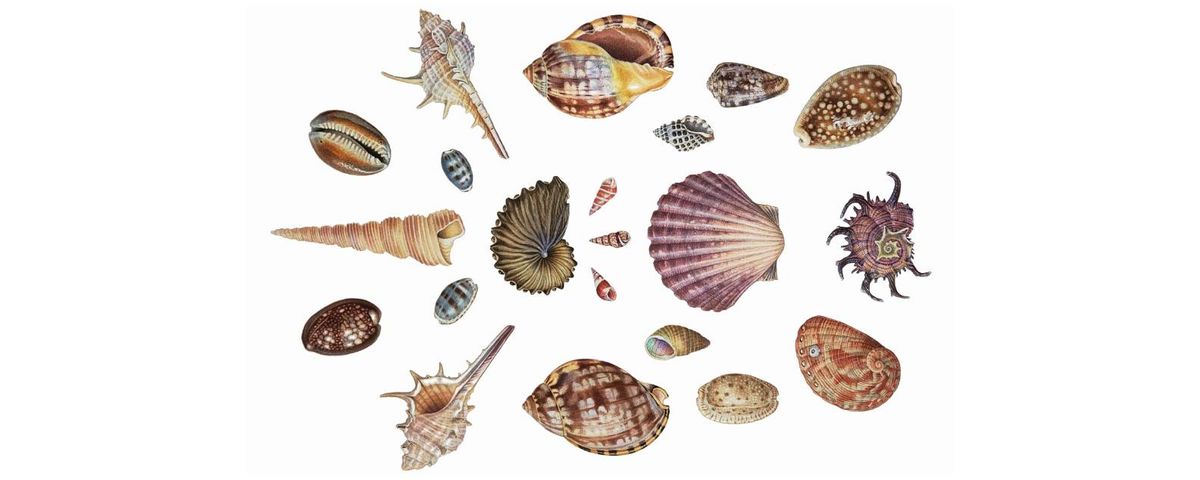 Seashells & Molluscs with Anna Voytsekhovich