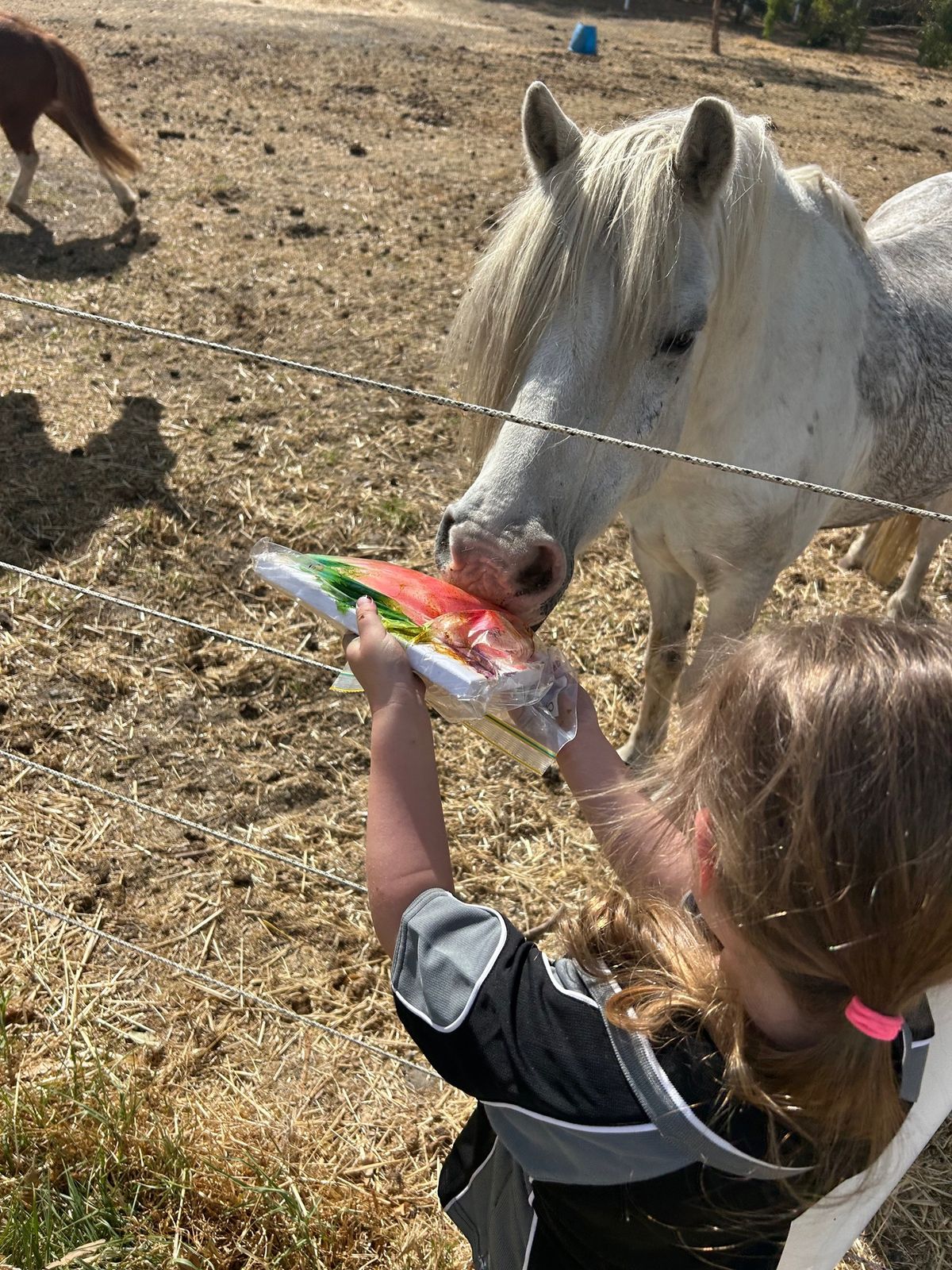 Beginner 1\/2 day camp - 8th July