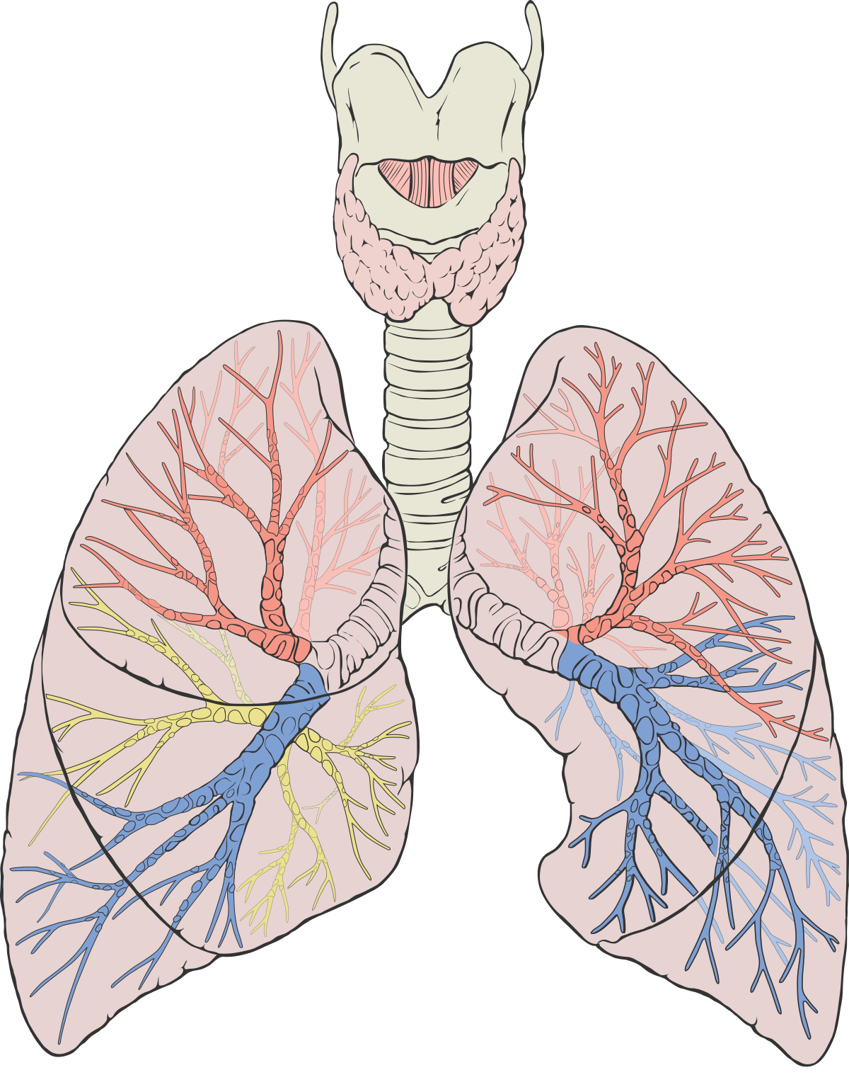 Lung