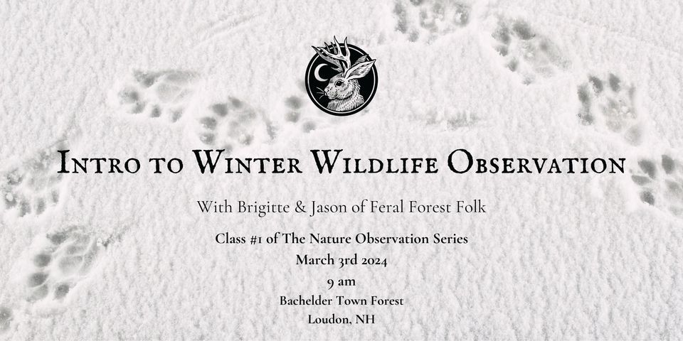 Intro to Winter Wildlife Observation