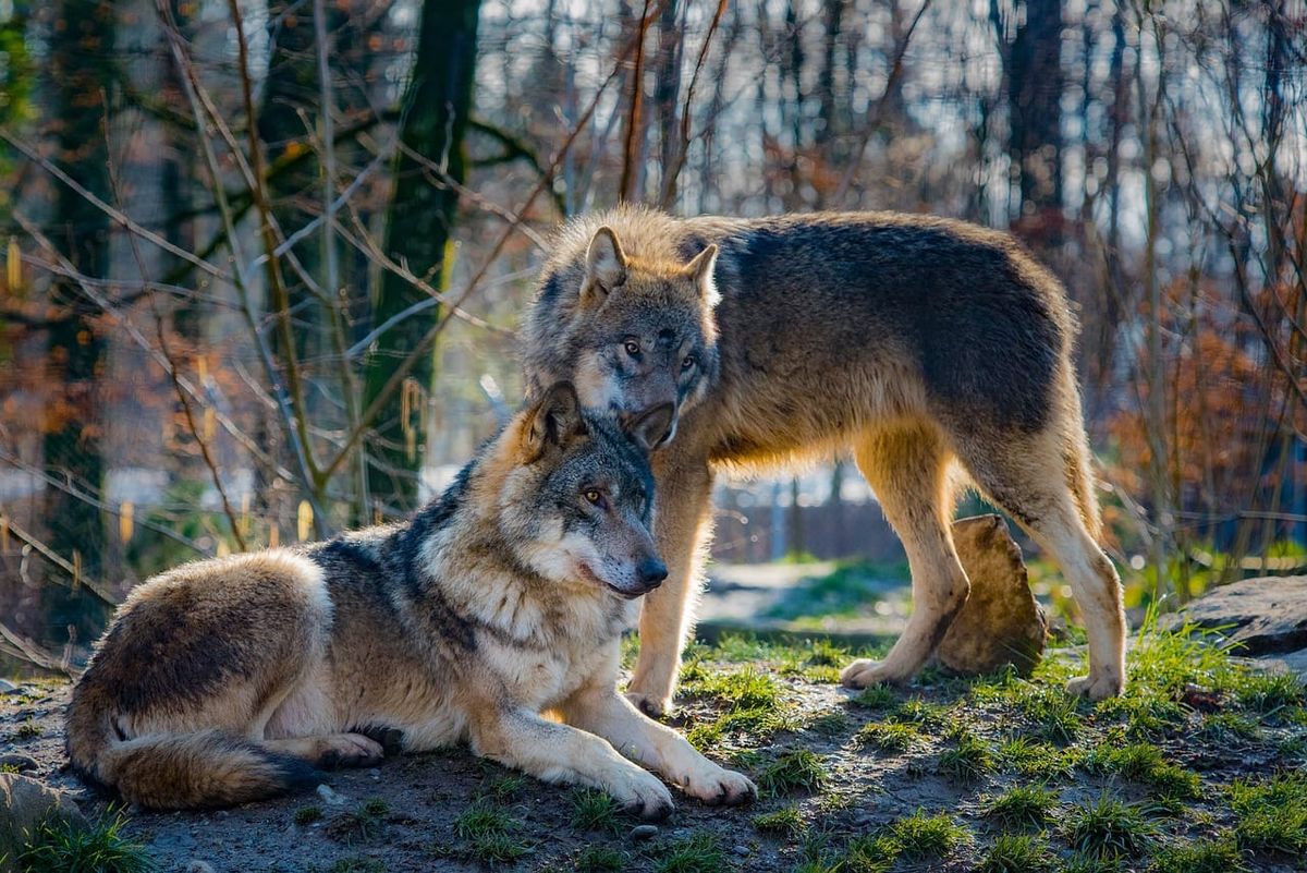 Warsztaty przyrodnicze WILKI dla dzieci (4-9 lat)