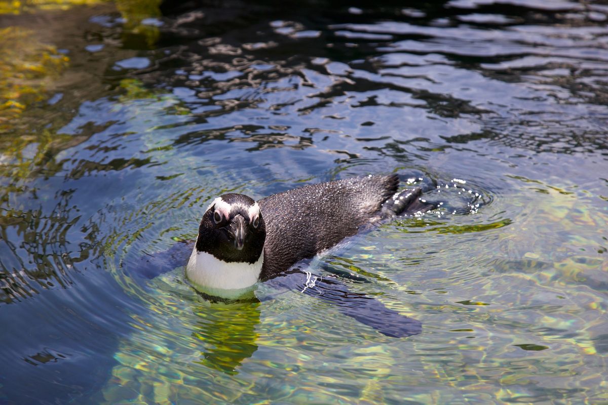 Penguin-Palooza