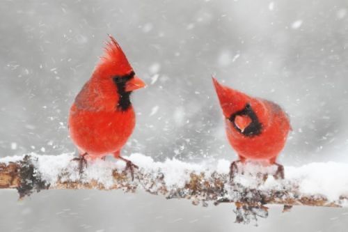 Introduction to the National Audubon Society\u2019s Christmas Bird Count