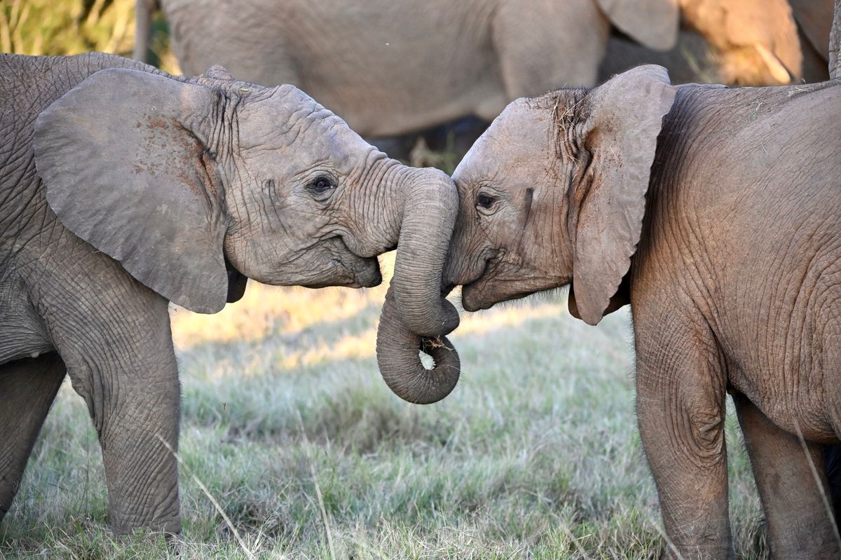 9th Annual Wildlife Conservation Gala 