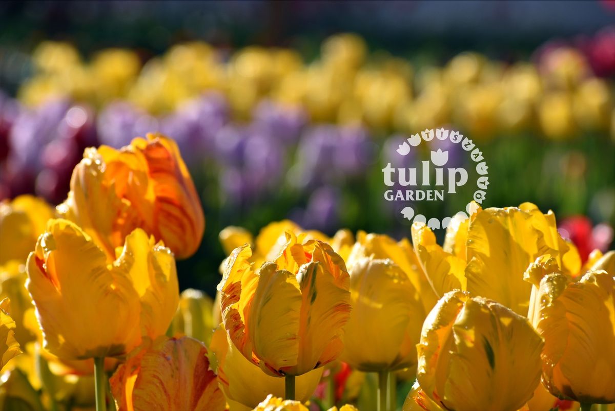 \ud83c\udf37\ud83c\udf37V. Tulip\u00e1nsz\u00fcret \u00e9s Piknik a TulipGarden Tisza-t\u00f3 kertj\u00e9ben \ud83c\udf37\ud83c\udf37