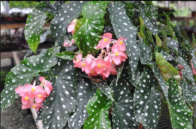 DFW Begonia Society Monthly Meeting--Dallas