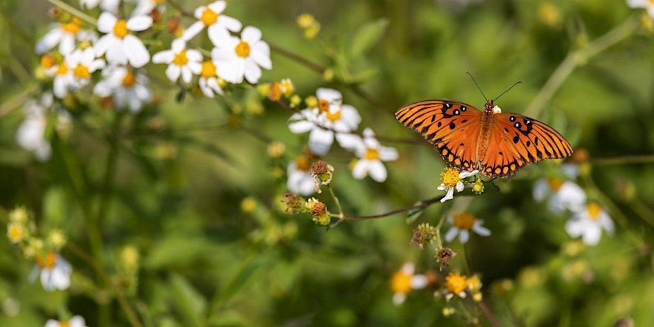 Master Gardeners: Pollinators