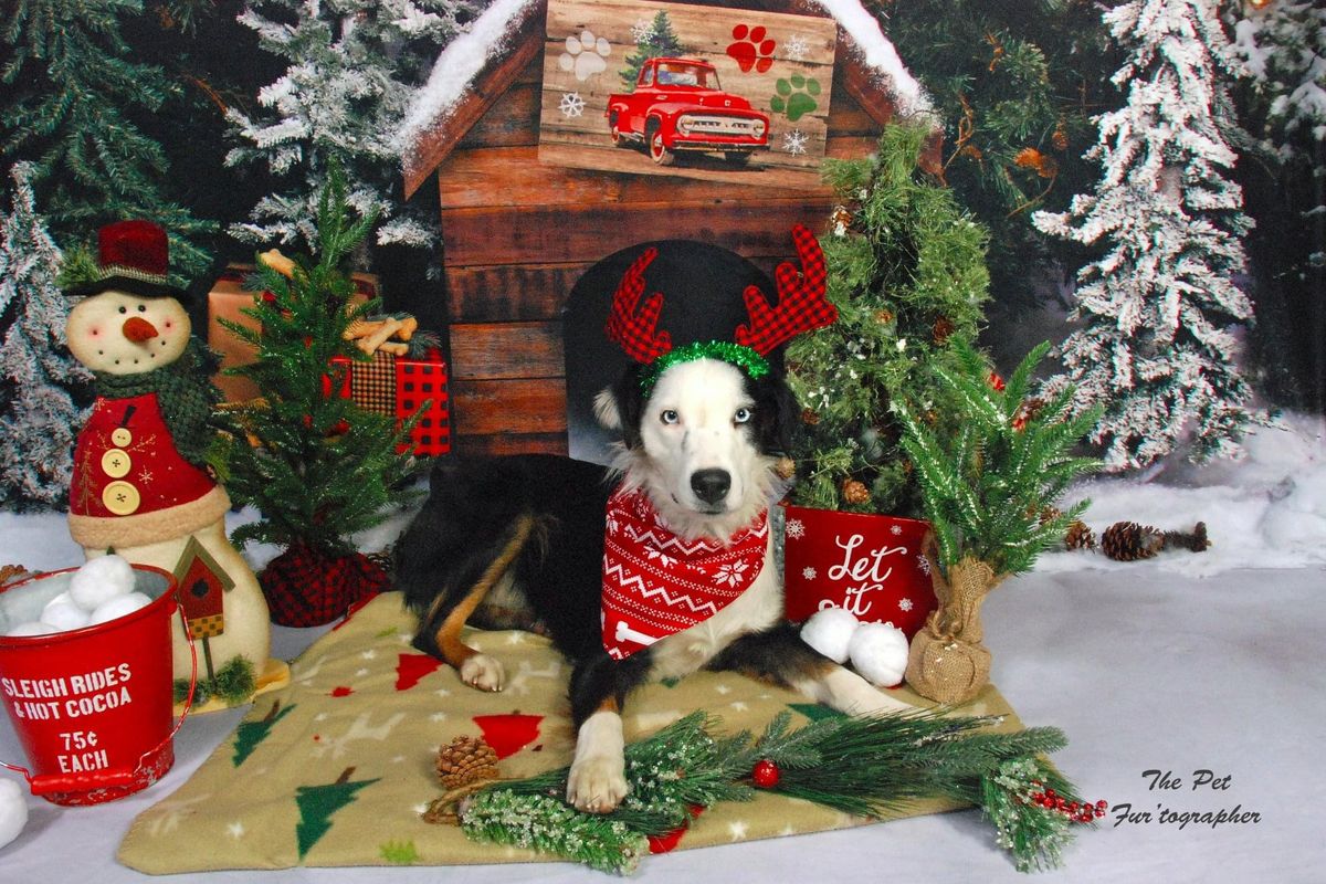 Christmas\/Winter pic 11\/2\/24 @ Pet Extravaganza in Carrollton 