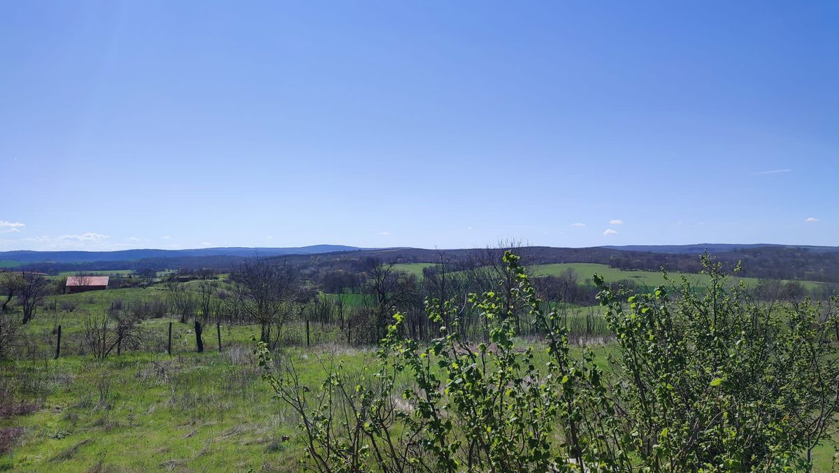 Spring Foraging & Herbal Medicine Workshop