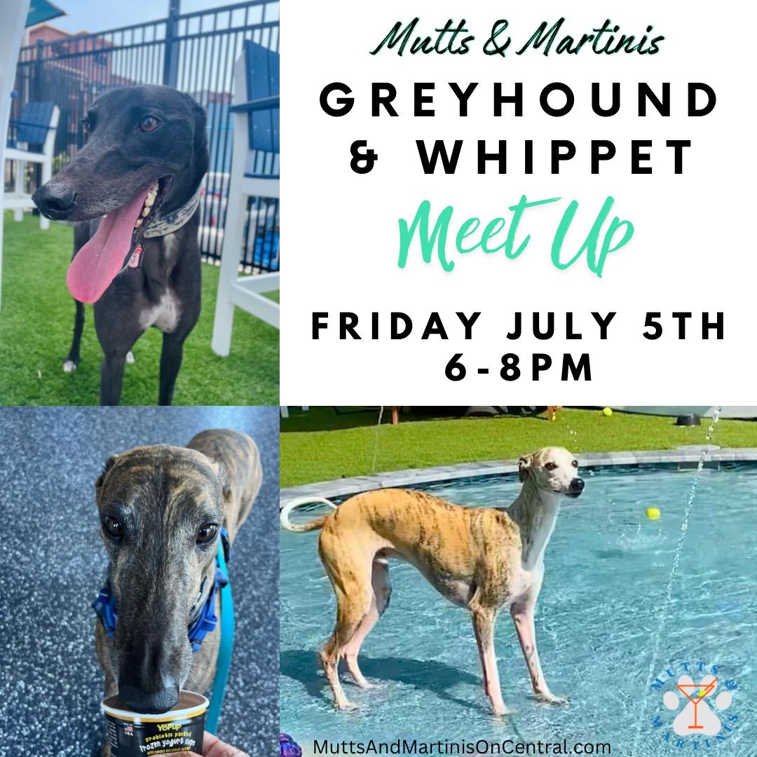 Greyhound & Whippet Meet Up