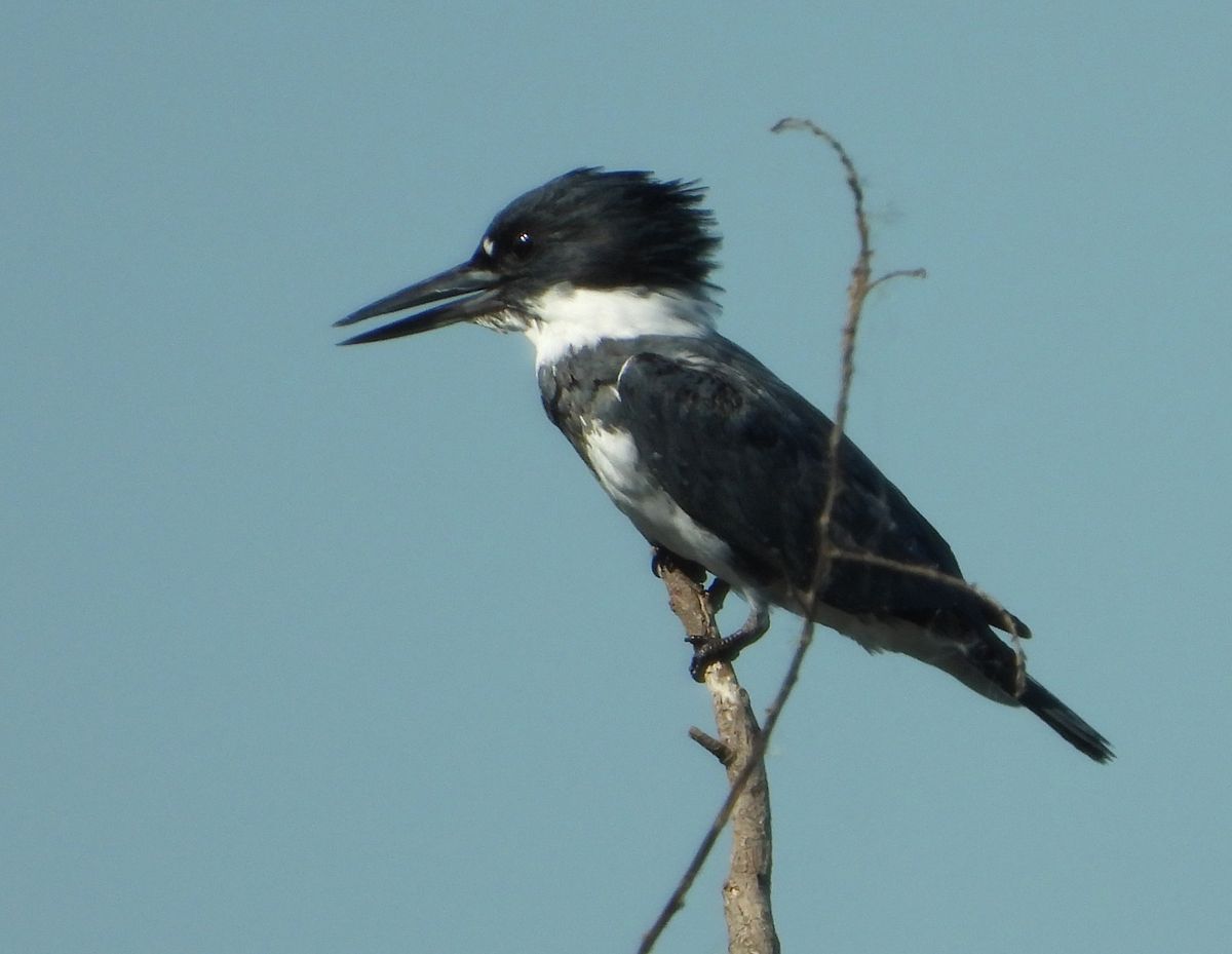 Birding Trip to Joe Brown Park 