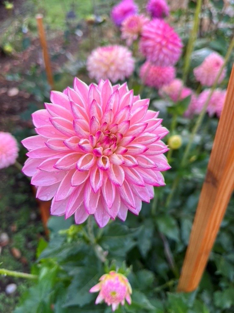 Dahlias - Fall and Winter Care at Closed Loop Park Demonstration Garden