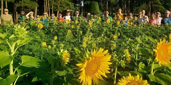 NCRC Sunflowers Social Run\/Walk