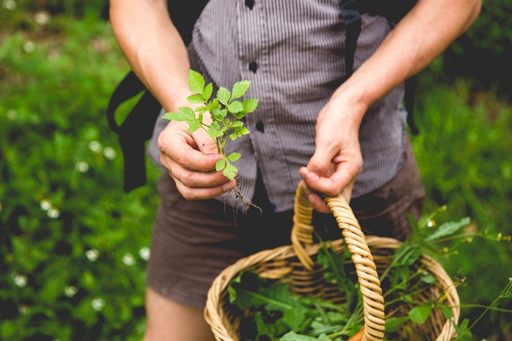 Wonderful Wild Weeds - Foraging Tours