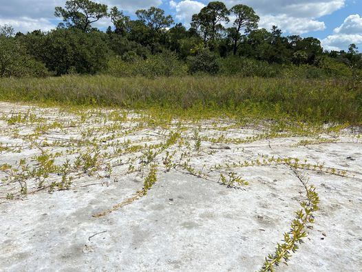 Salt Flats Walk at Pasco Palms Preserve | Free | Registration Required | Only 12 Spots Available