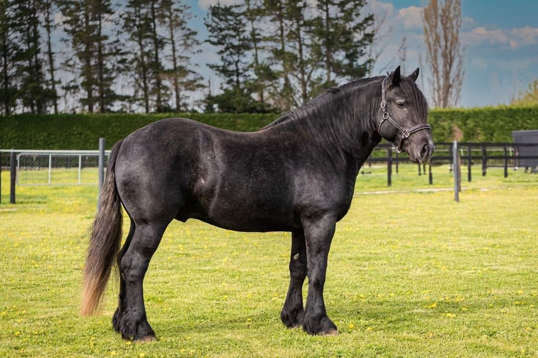 Christchurch Heavy Horse Show