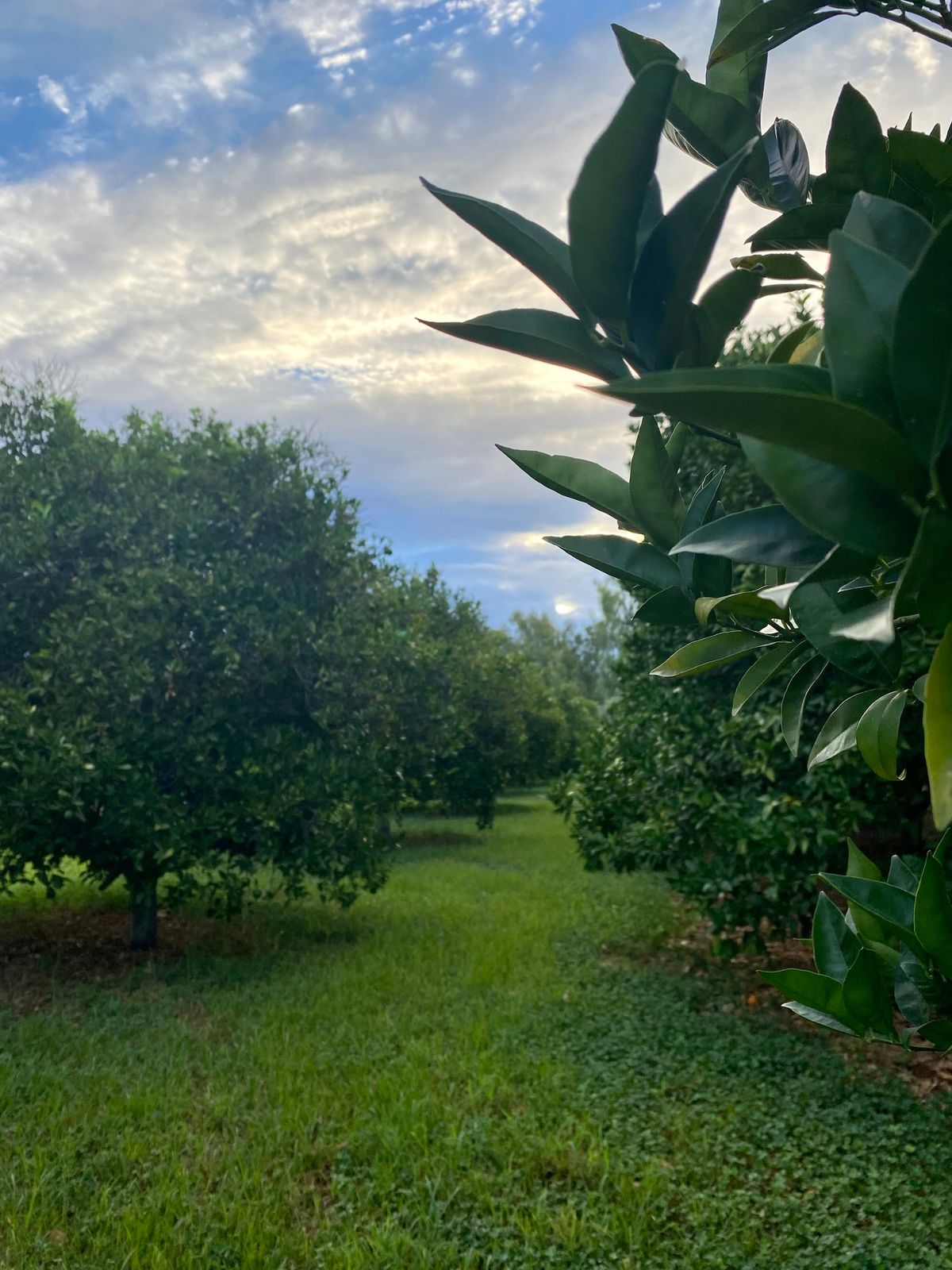 Yoga in the Orchard