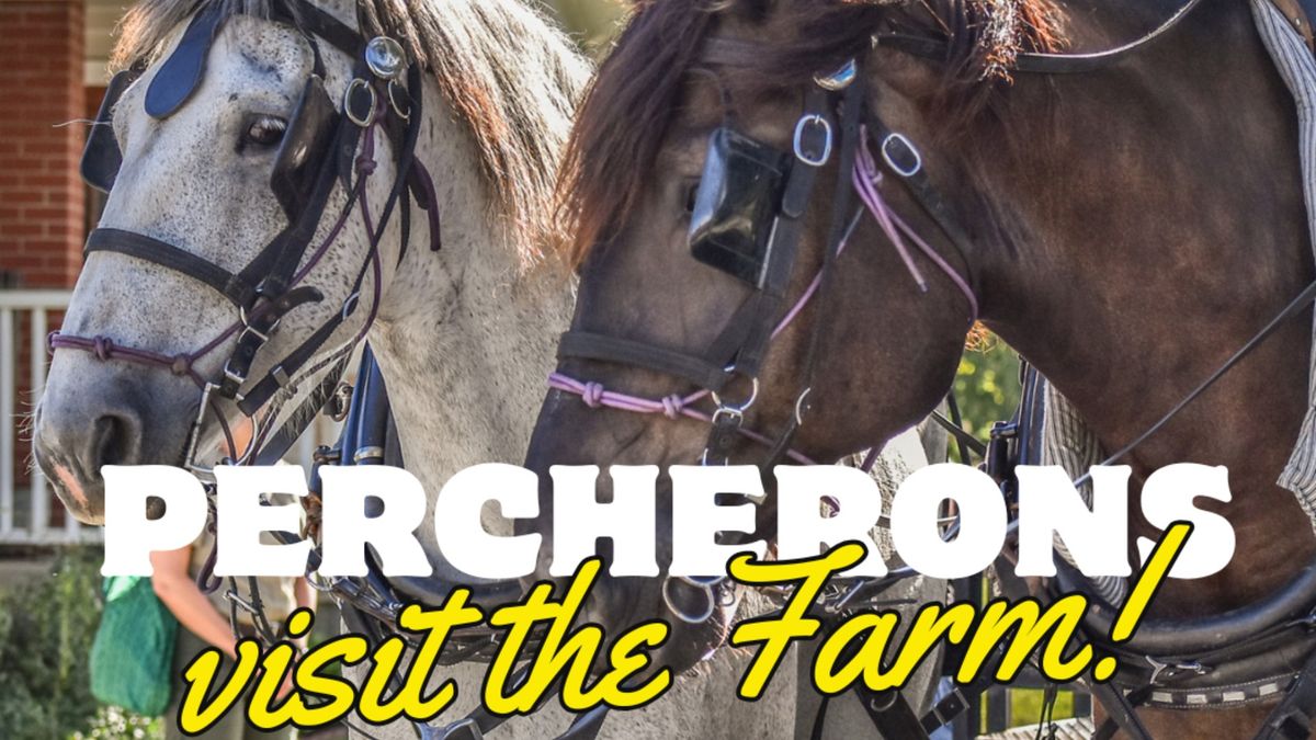 Percherons Visit The Farm