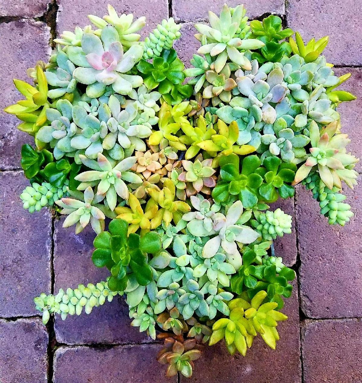 Build a Succulent Planter