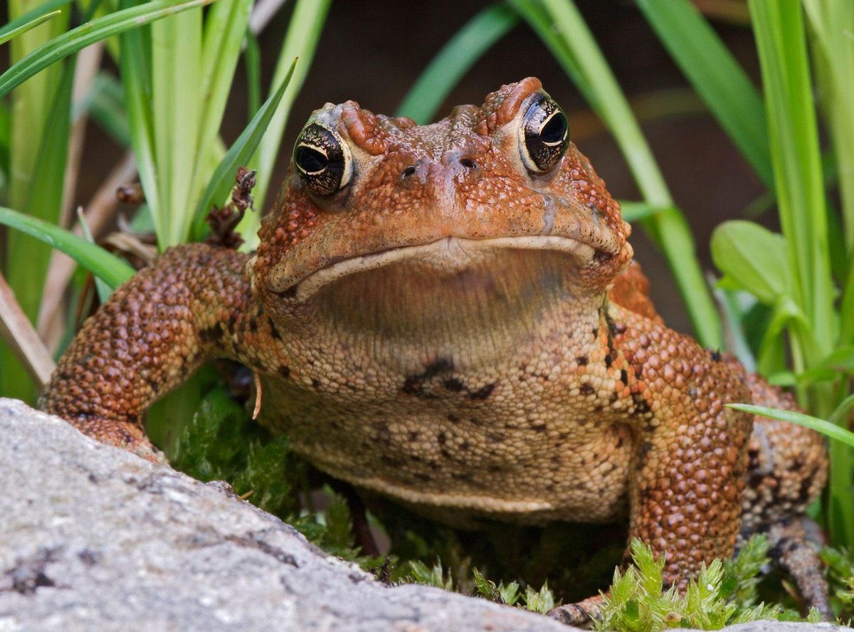 Frog Safari and Stroll (aka Kermit Herding)