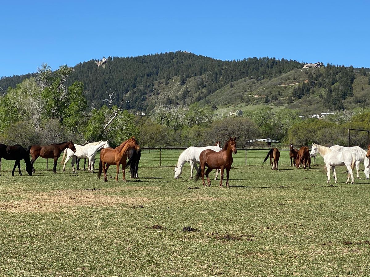 Honoring Grief Through the Wisdom of the Herd