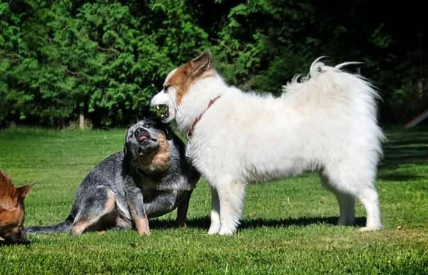 K\u00f6rpersprache und Kommunikation bei Hunden