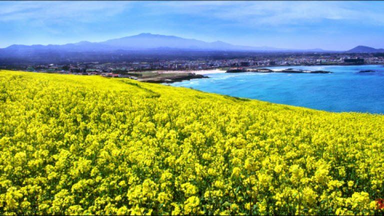 Escape to Jeju Island: Spring Edition