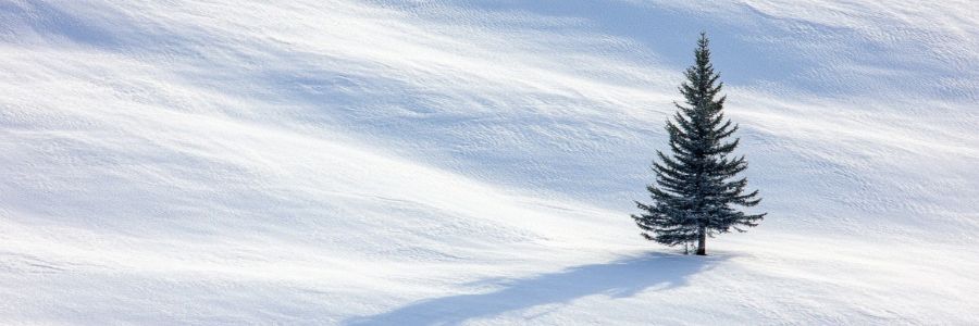 Christmas Tree Production for Small Landowners