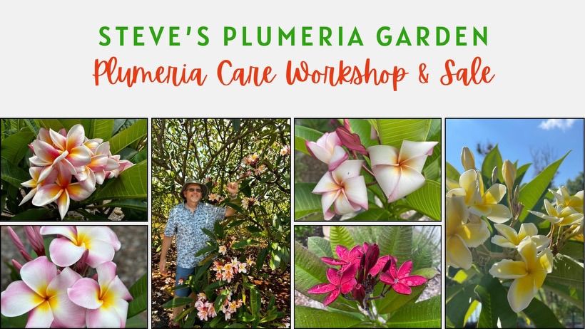 Plumeria Workshop and Sale