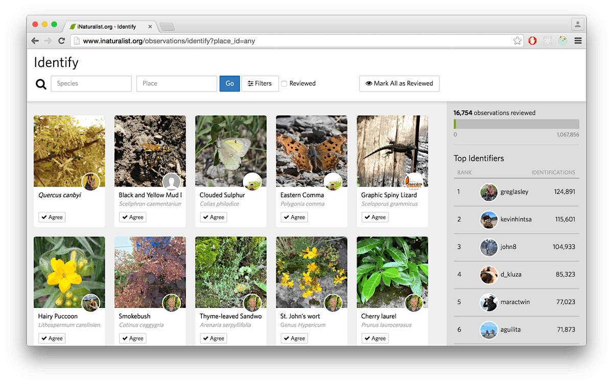 iNaturalist ID Party