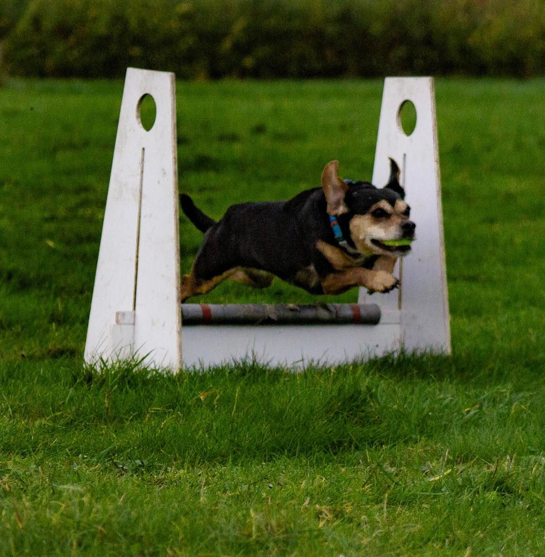 BFA Flyball Starters Course