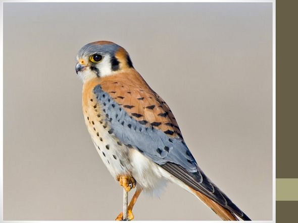 Kestrel Nesting Boxes