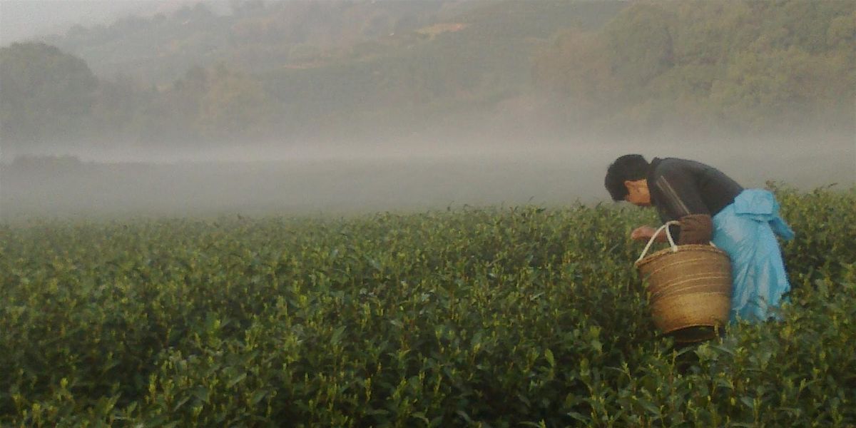 Spring Tea Under A Willow Tree