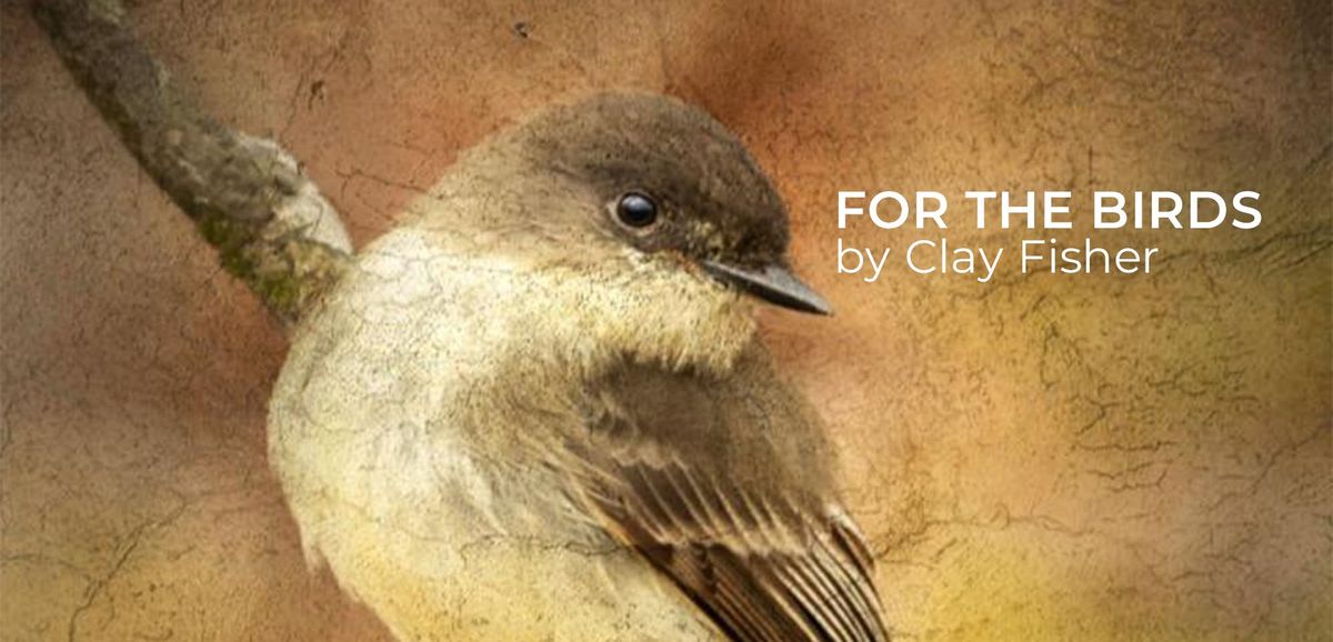 For the Birds: A Photographic Exhibition by Clay Fisher