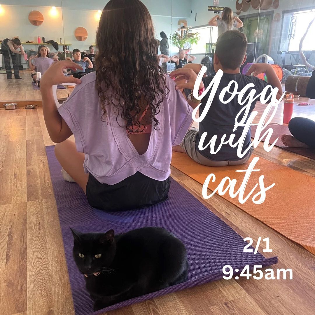 Yoga with Cats