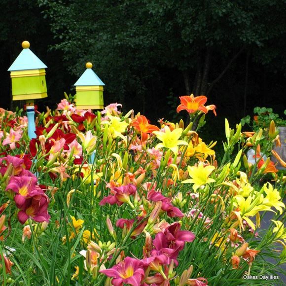 All About Daylilies with Marsha Crisler of the American Daylily Society