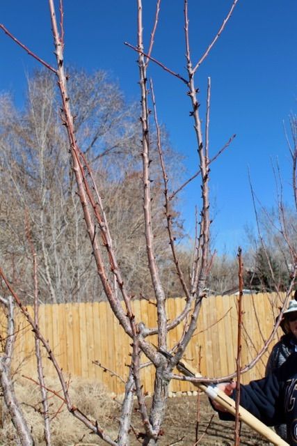 Winter Fruit Tree Care - Gilroy