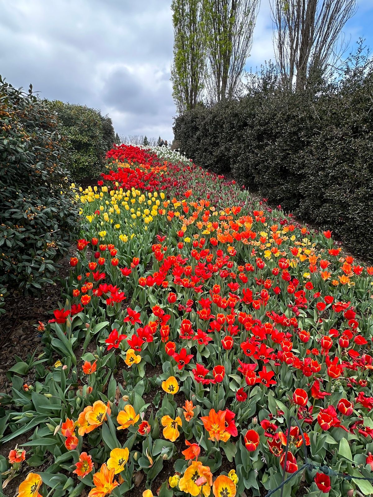 \u201cBotanic Blooms, Landscaping with Bulbs\u201d February OKDTS Mtg