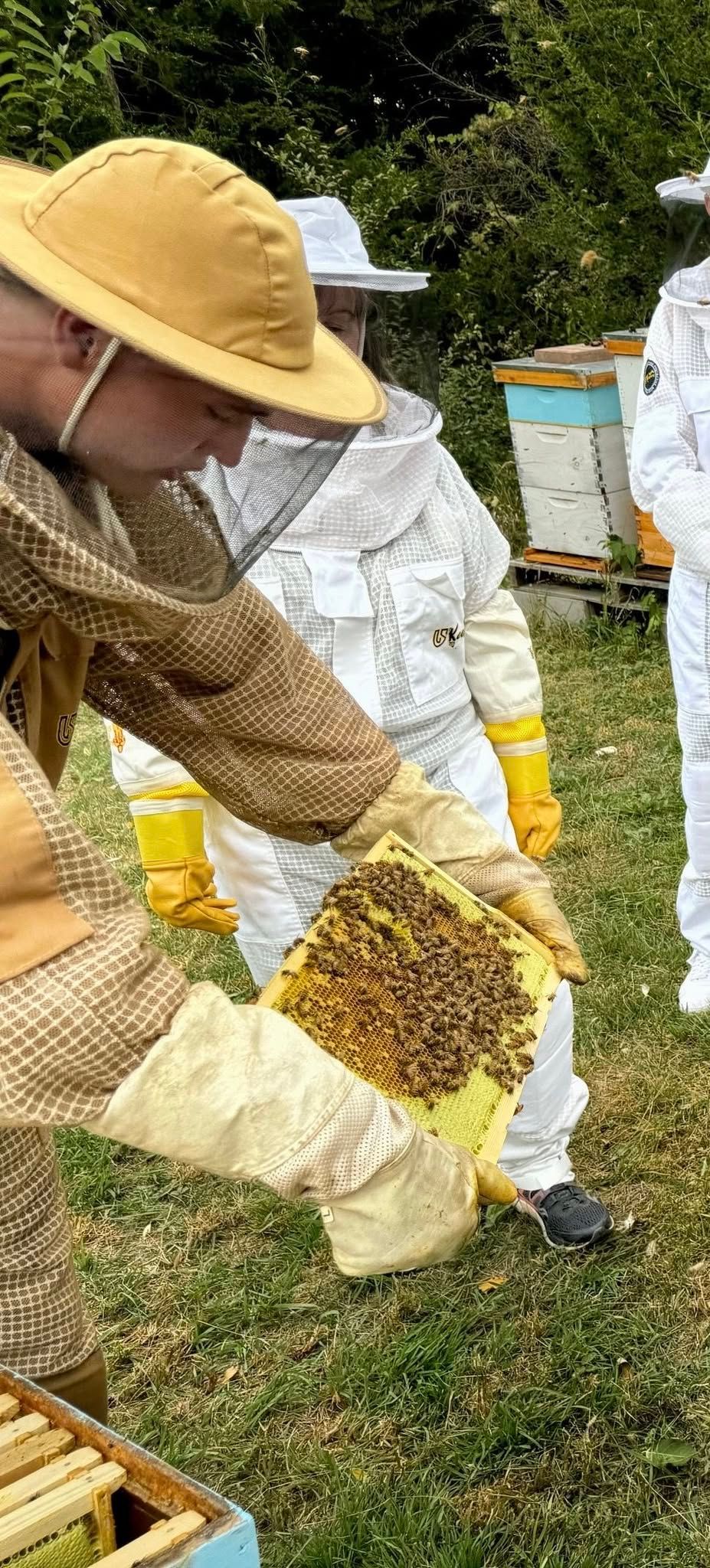 Beekeeping Experience