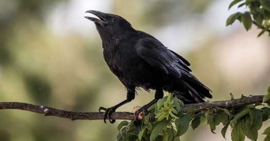 Crow Walk in Your Neighborhood