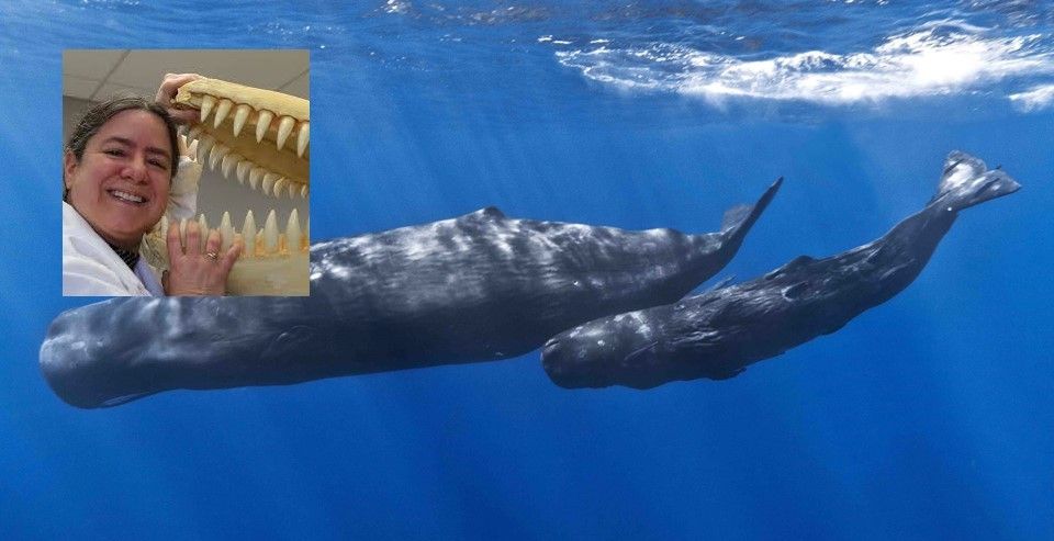 Why Whales are Weird and Wonderful