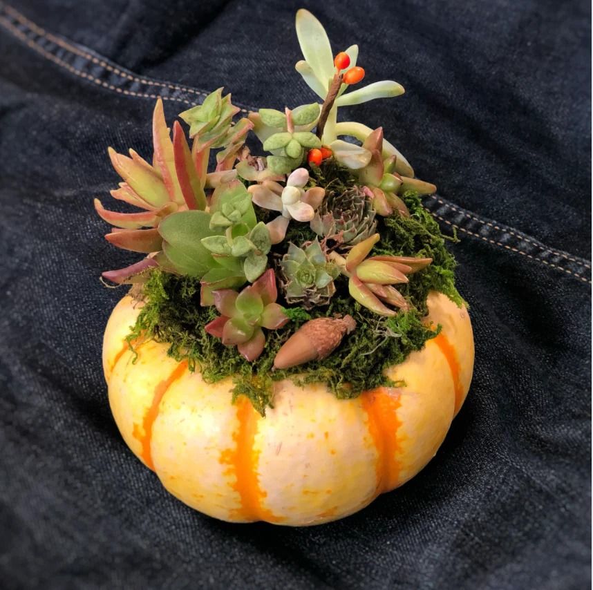 Succulent Pumpkin Workshop