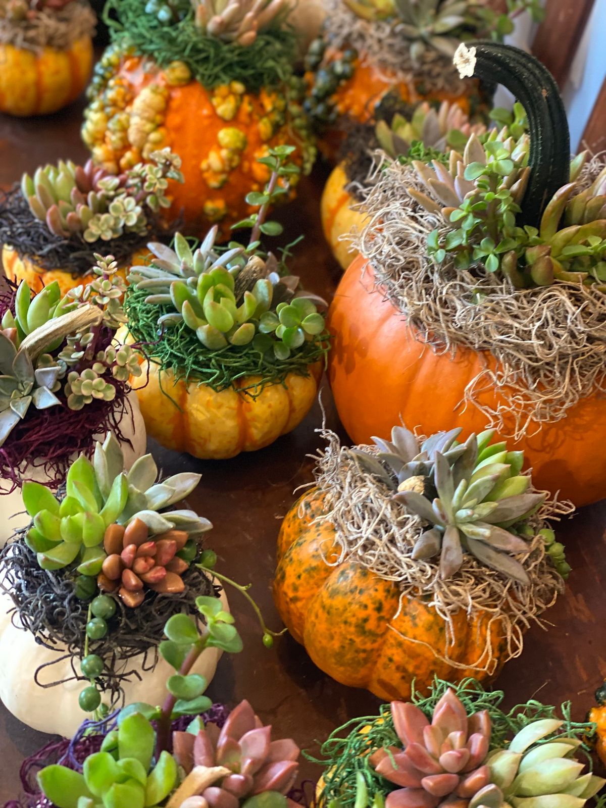 Pumpkin \ud83c\udf83\ud83c\udf38 Succulent Workshop at Sterner\u2019s Stems 