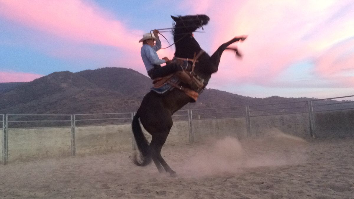 Clinic with Hollywood Horse Trainer Rex Peterson!