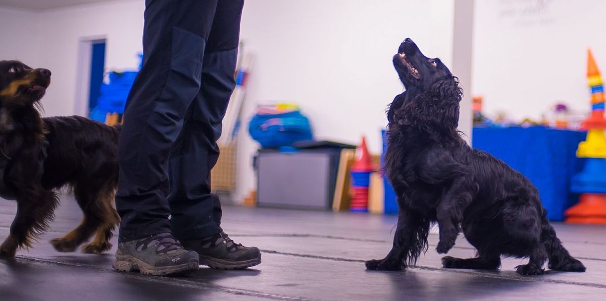 Mindful Handler, Mindful Canine  Practical Training Workshop