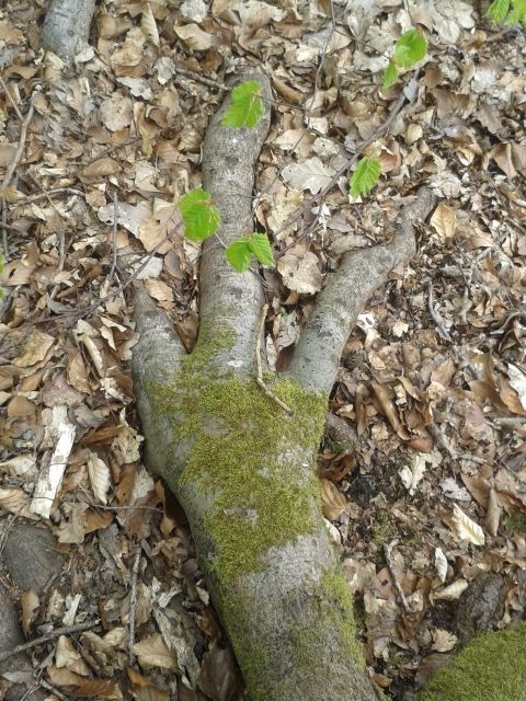 Gruseliges aus dem Wald - Halloween