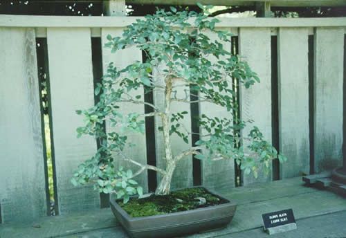 Bonsai with Native Plants