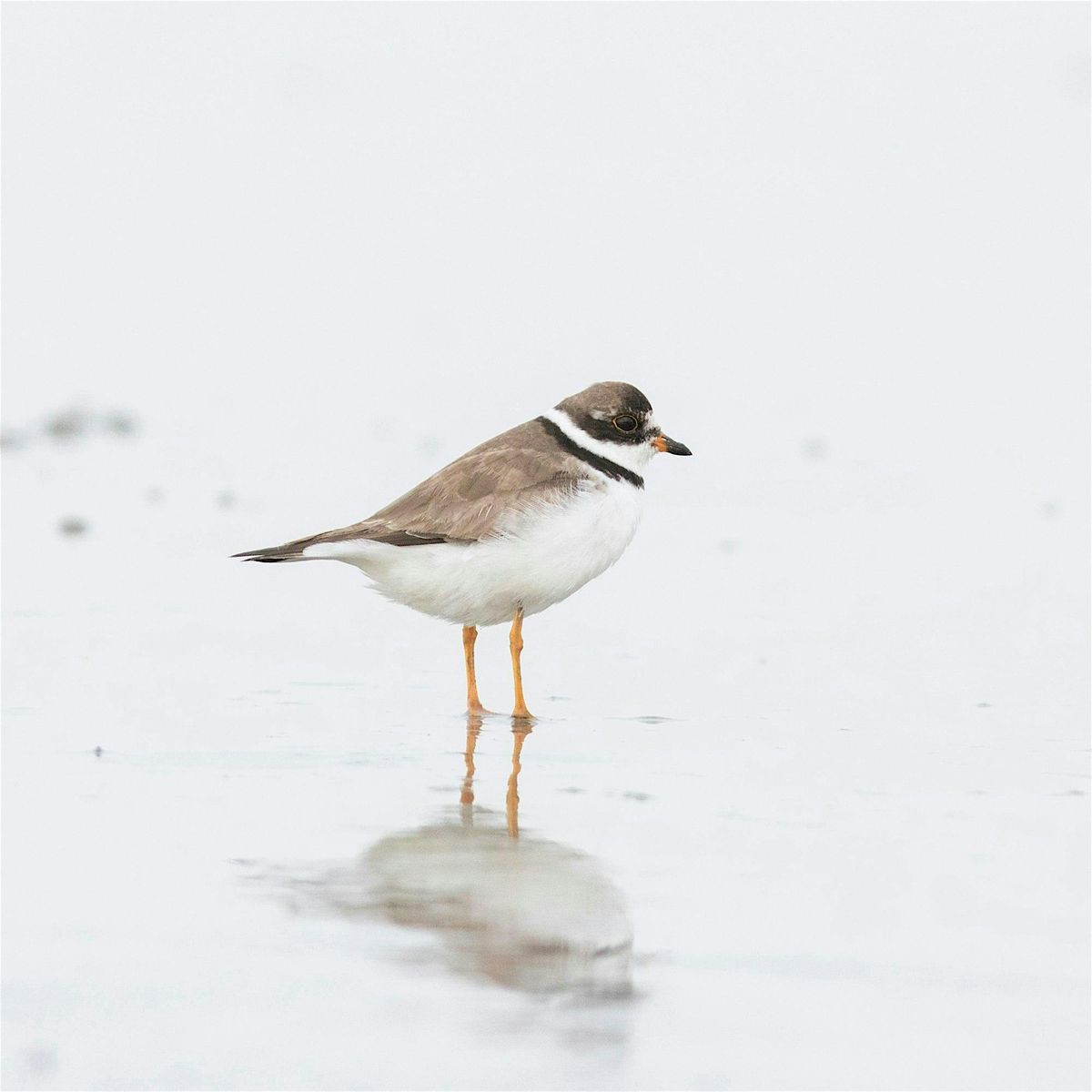 Parker River NWR