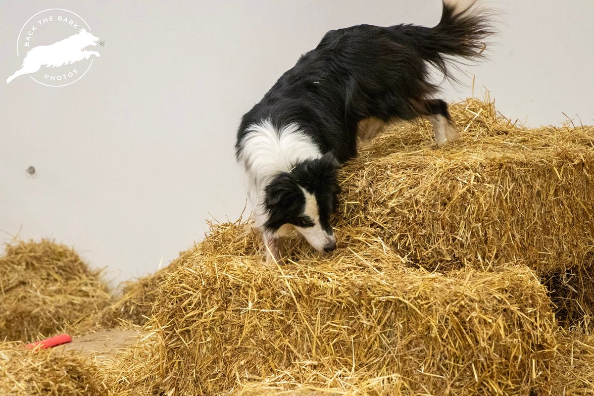 Rat Camp at Richland Co Kennel Club