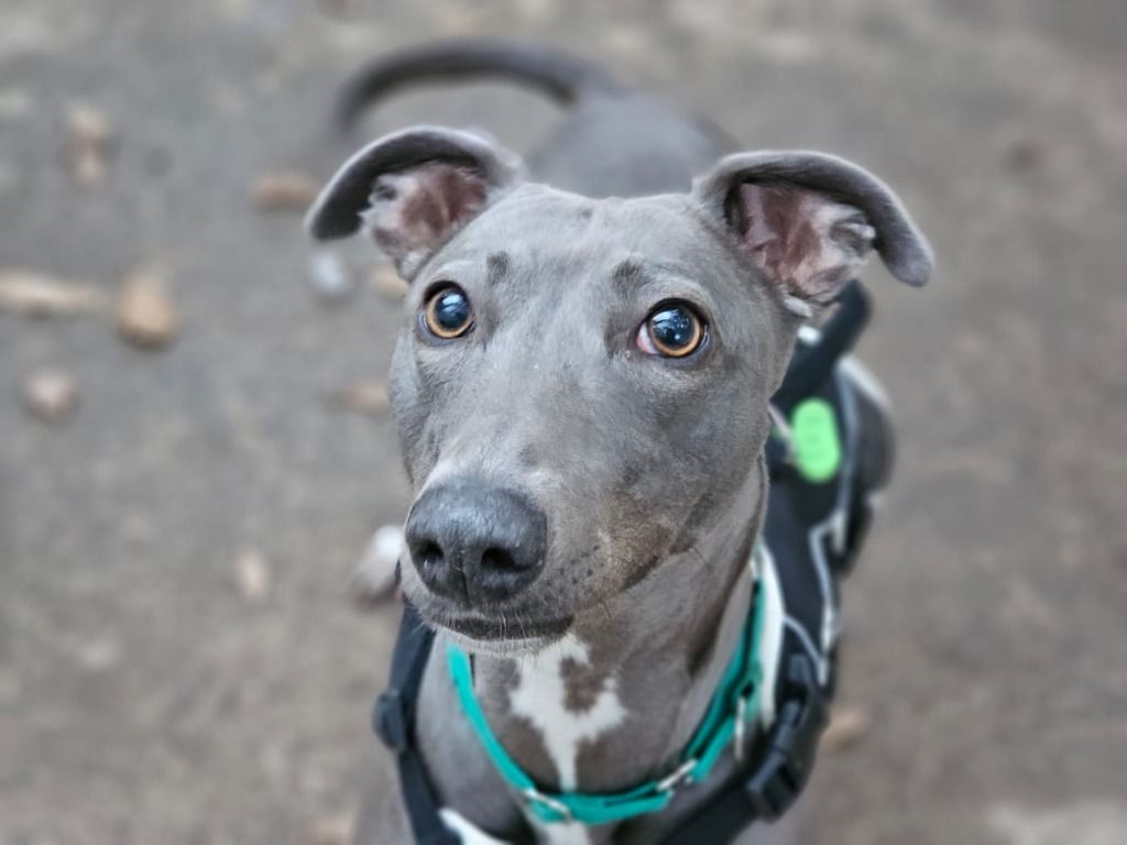 Greyhound Rescue Wales Social Sighthound Walk